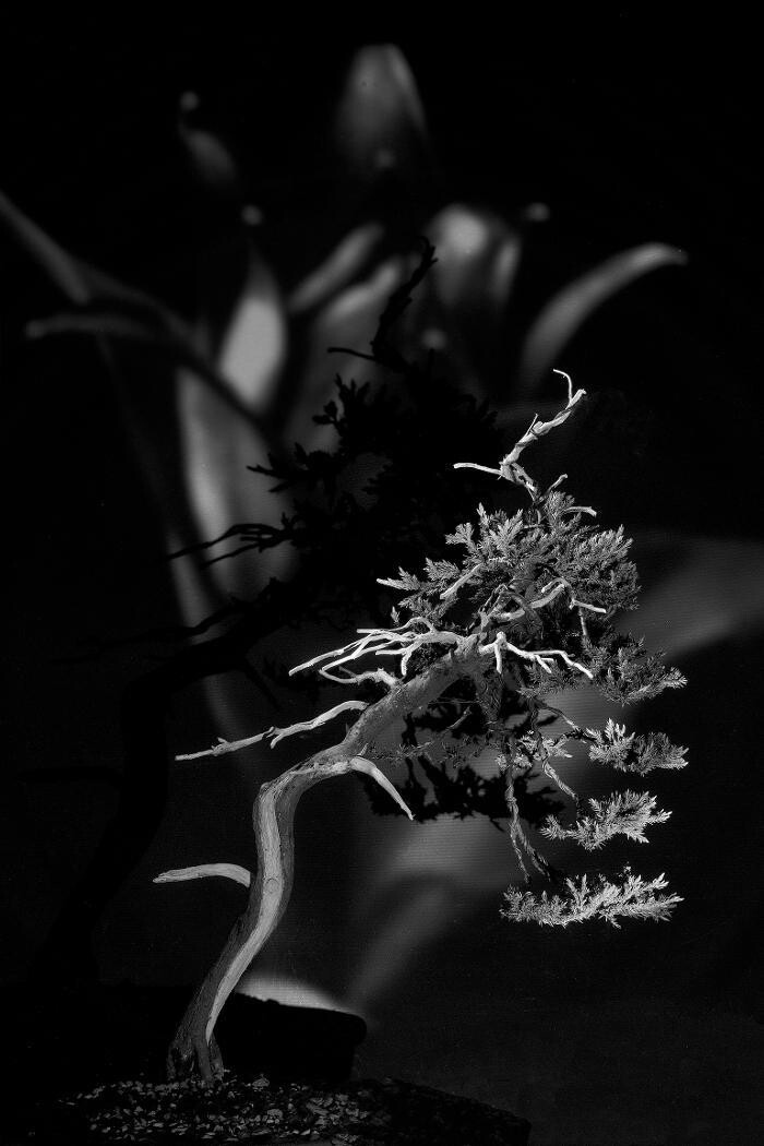 Images Fabricio Simões