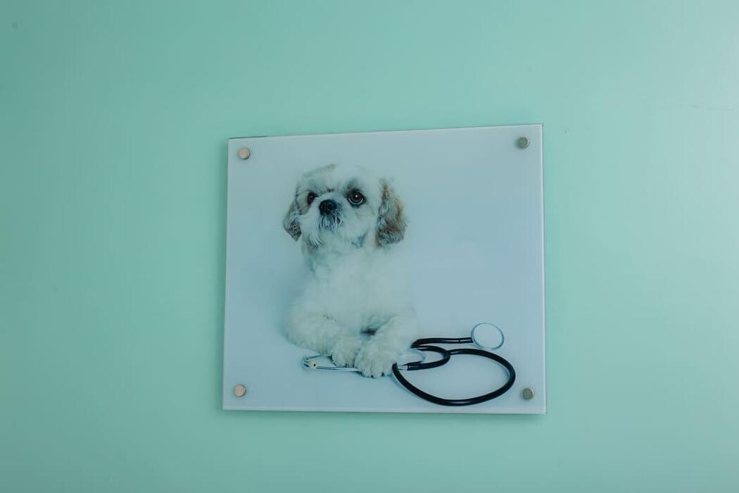 Images Clínica Veterinária 24 horas Franceschini