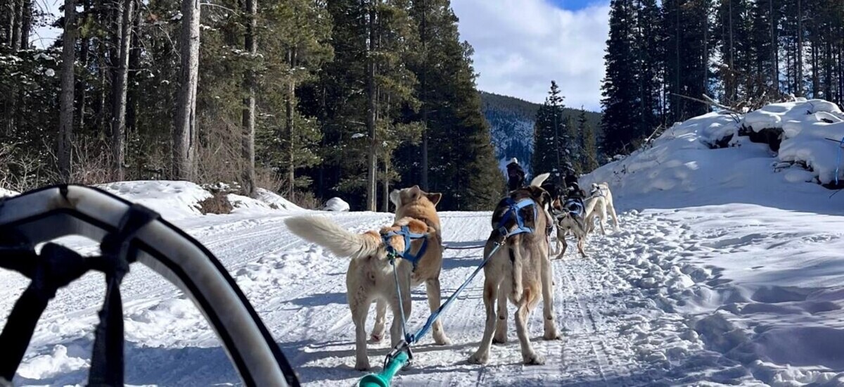 Images Howling Dog Tours Ltd