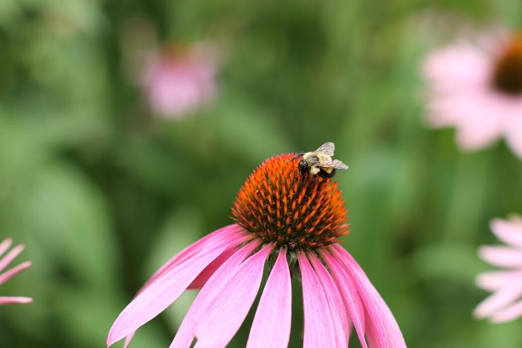 Images Les Jardins Windsor