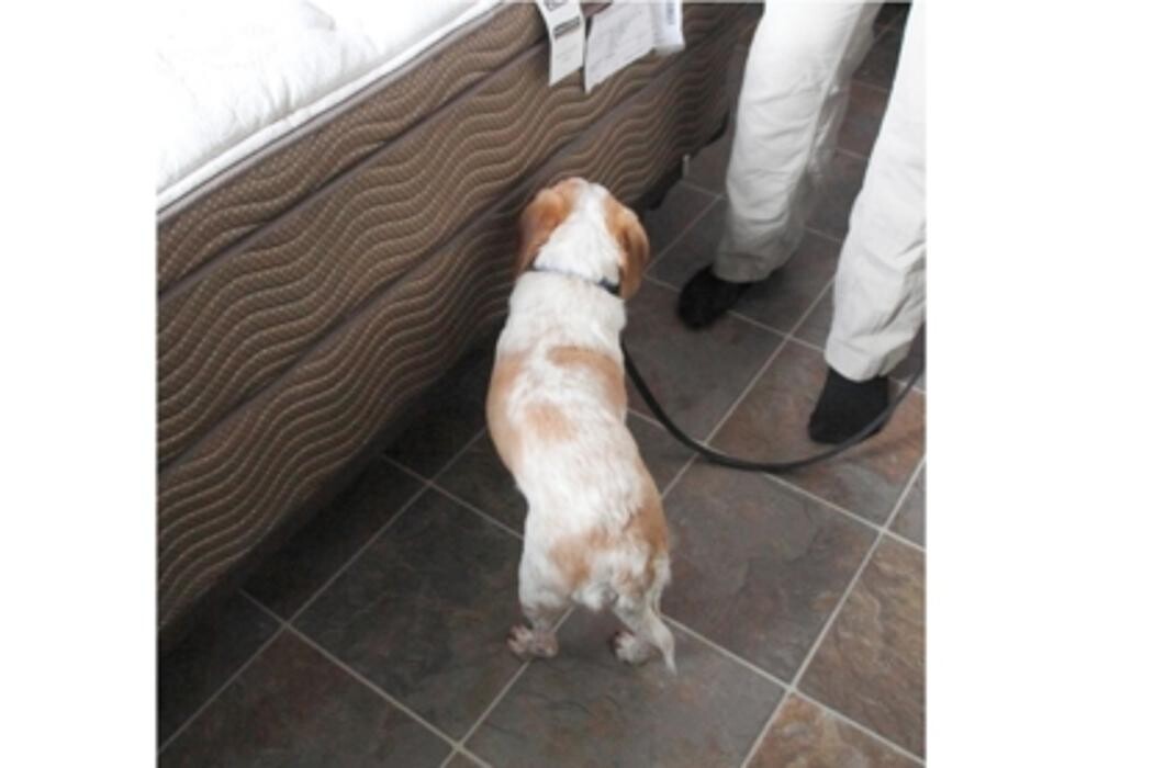 Images Pestend Pest Control Toronto