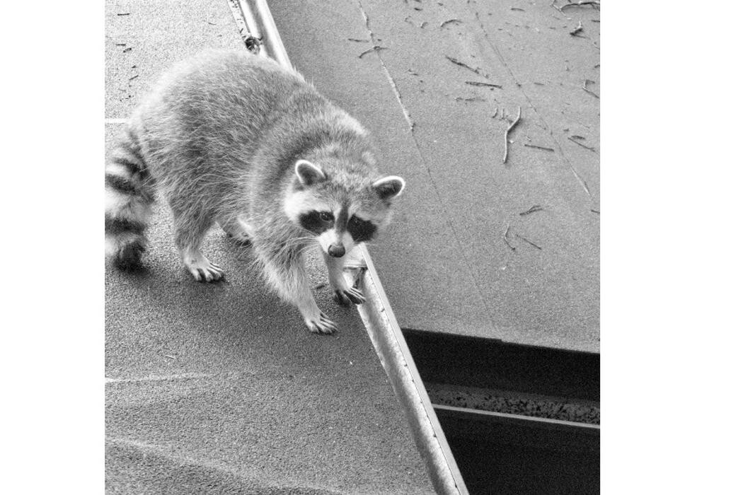Images Pestend Pest Control Toronto