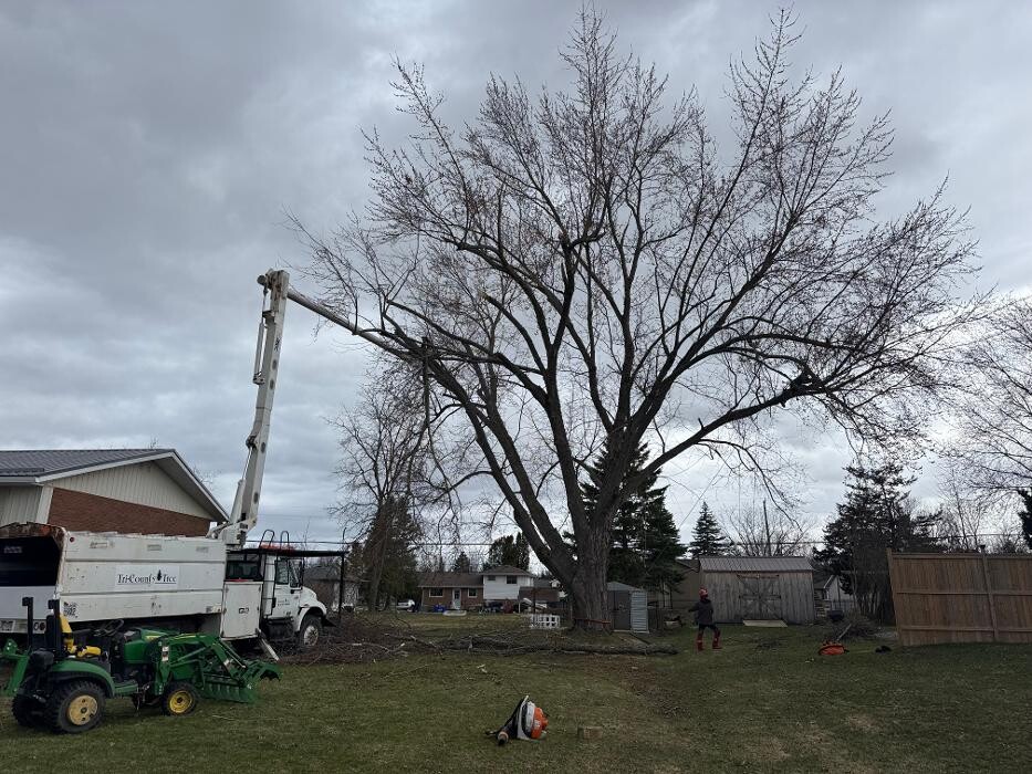 Images Tri-County Tree
