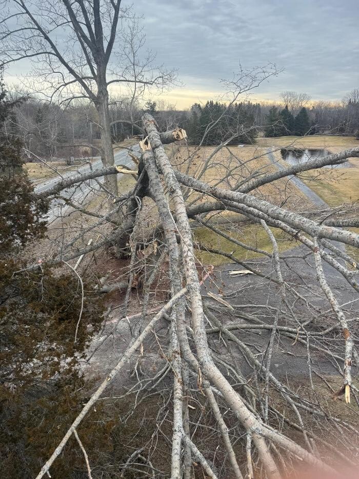 Images Tri-County Tree