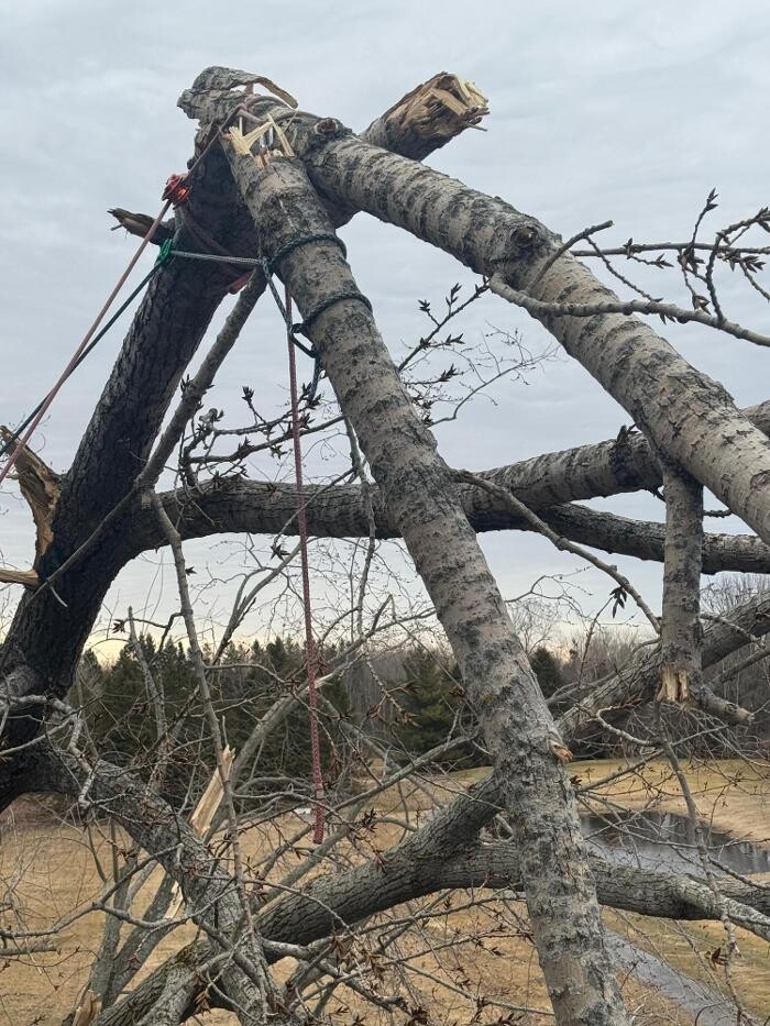 Images Tri-County Tree