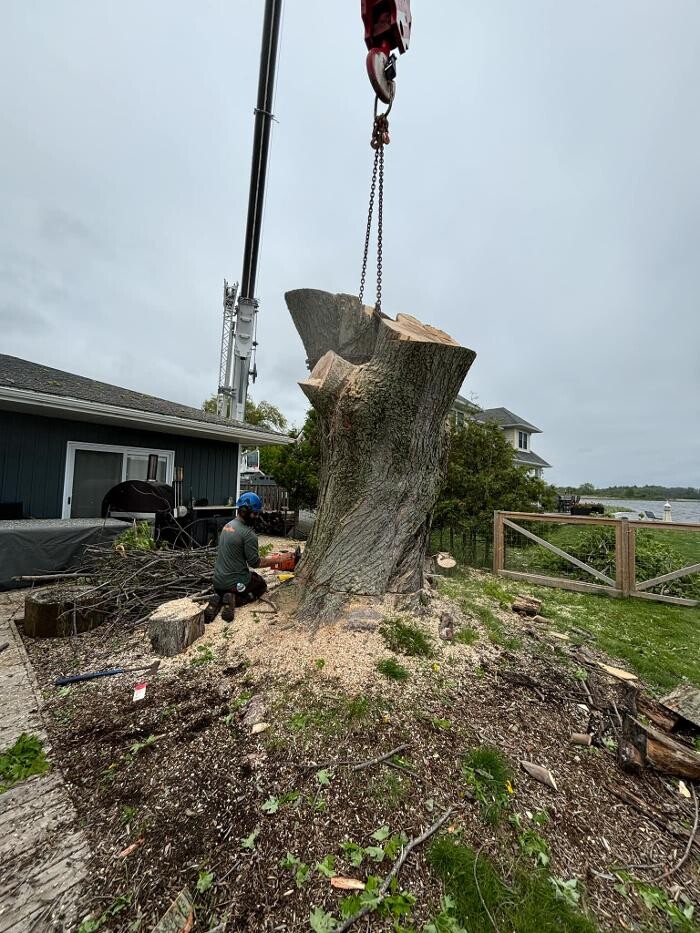 Images Tri-County Tree