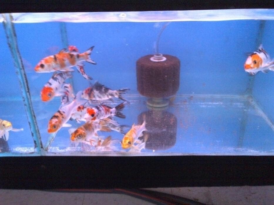 Images Nestor's Aquariums & Pets