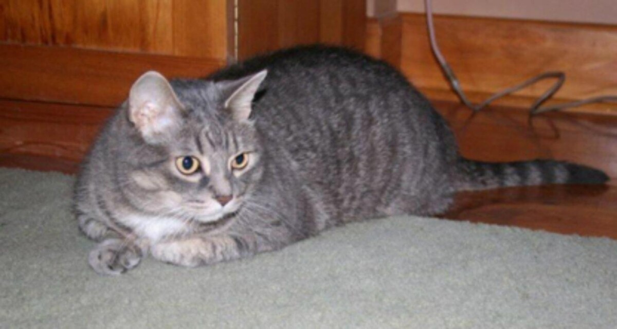 Images Niagara Pet Nanny