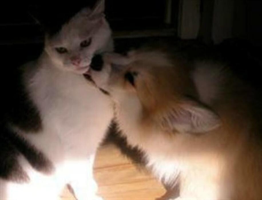 Images Niagara Pet Nanny