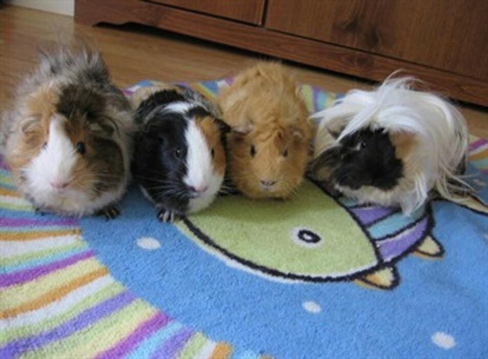 Images Niagara Pet Nanny