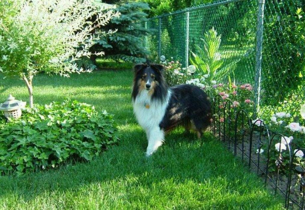 Images Niagara Pet Nanny