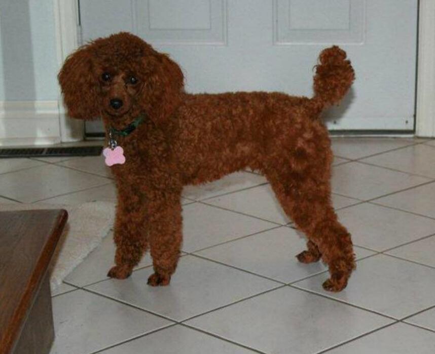 Images Niagara Pet Nanny