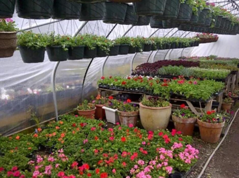 Images Uplands Nursery