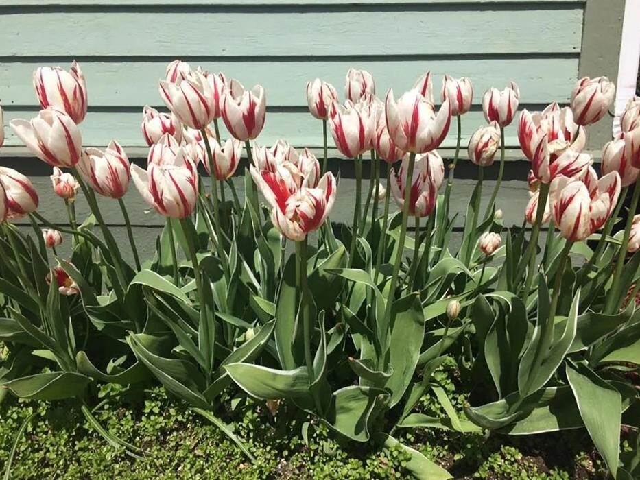 Images Uplands Nursery