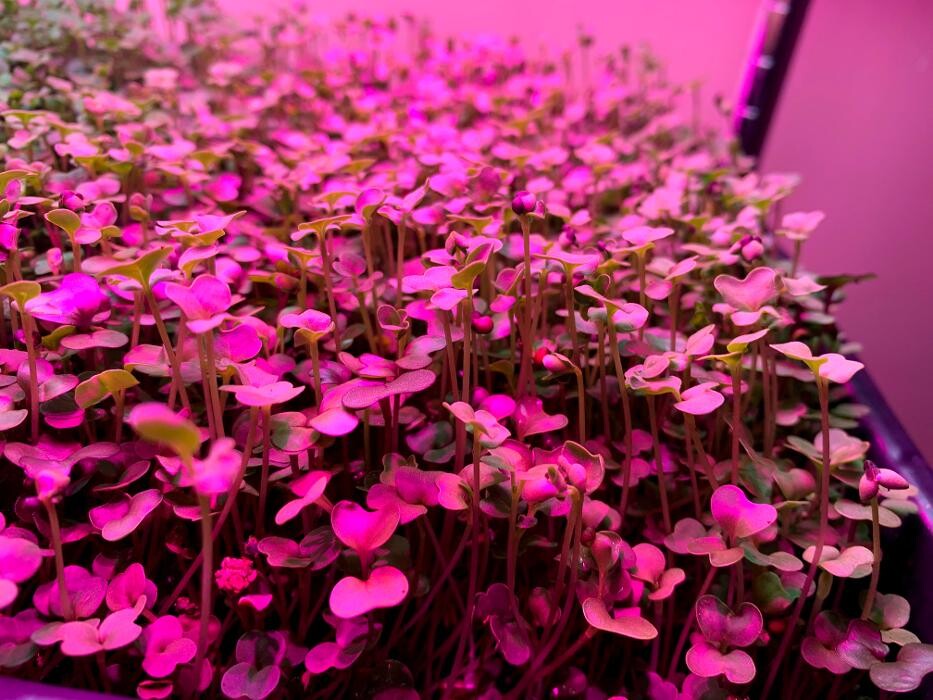 Images Holistic Urban Farmer