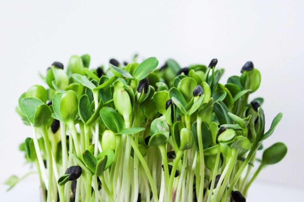 Images Holistic Urban Farmer