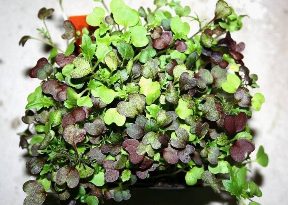 Images Holistic Urban Farmer