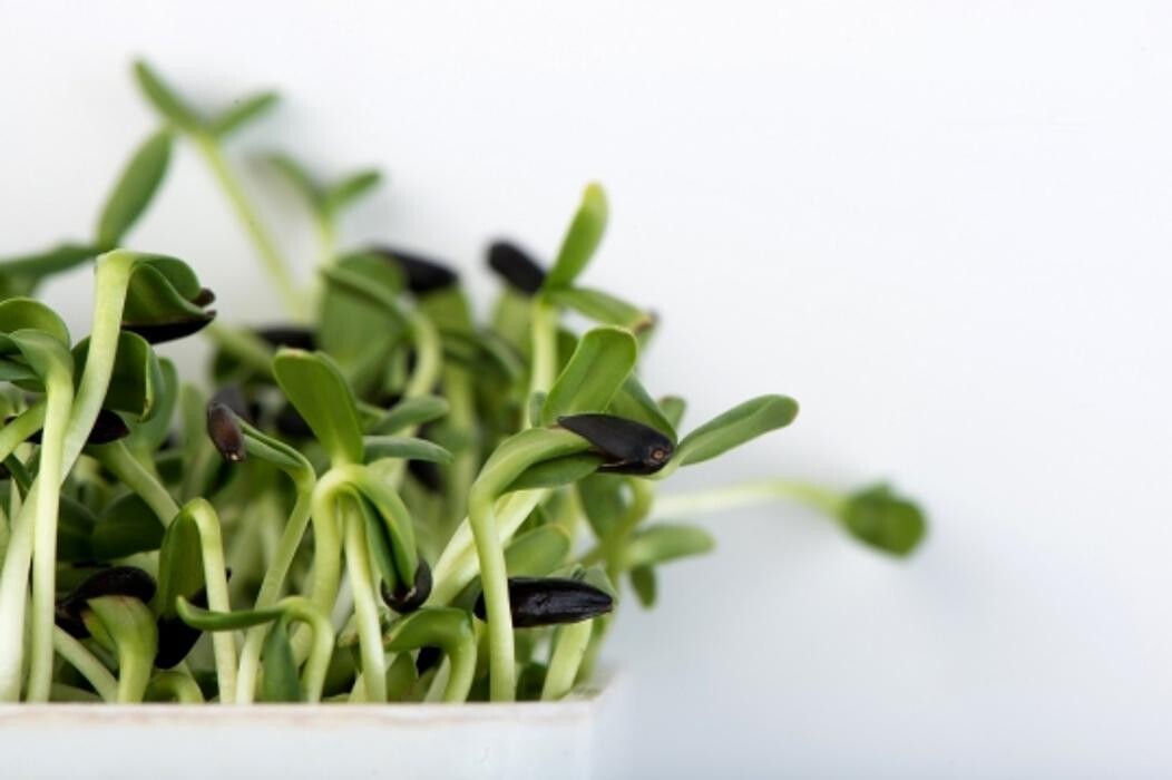 Images Holistic Urban Farmer