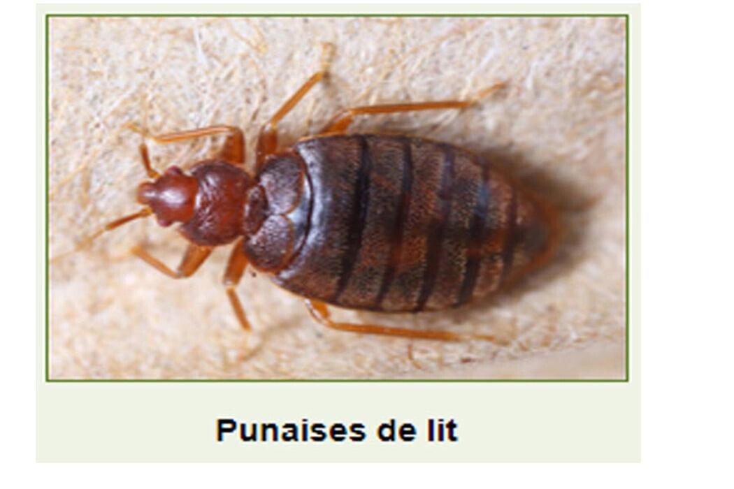 Images Monsieur Bibitte Extermination