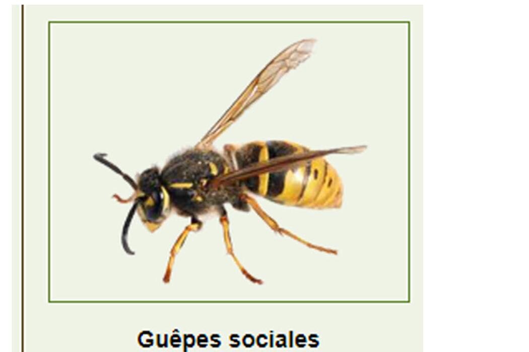 Images Monsieur Bibitte Extermination