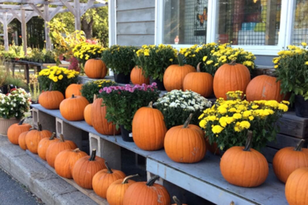 Images Spencer's Garden Centre