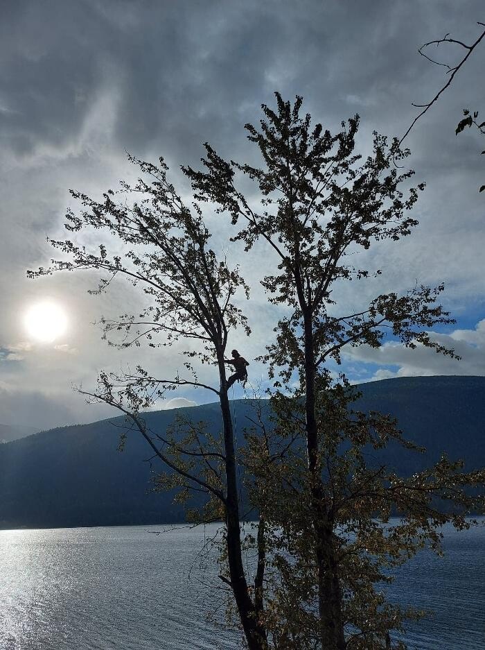 Images North Lakes Arborist