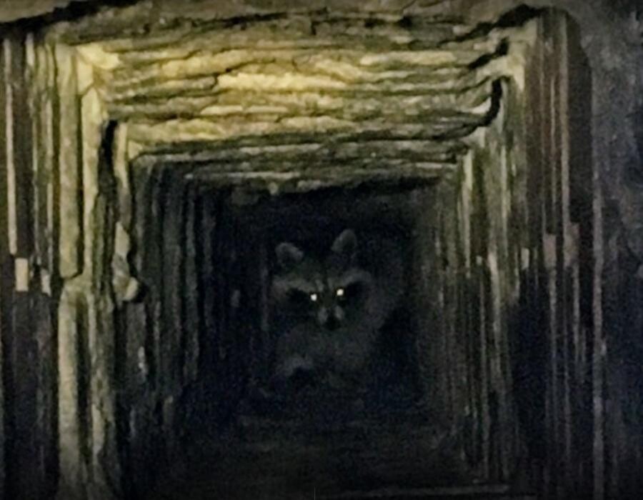 Images Craig Wildlife Control