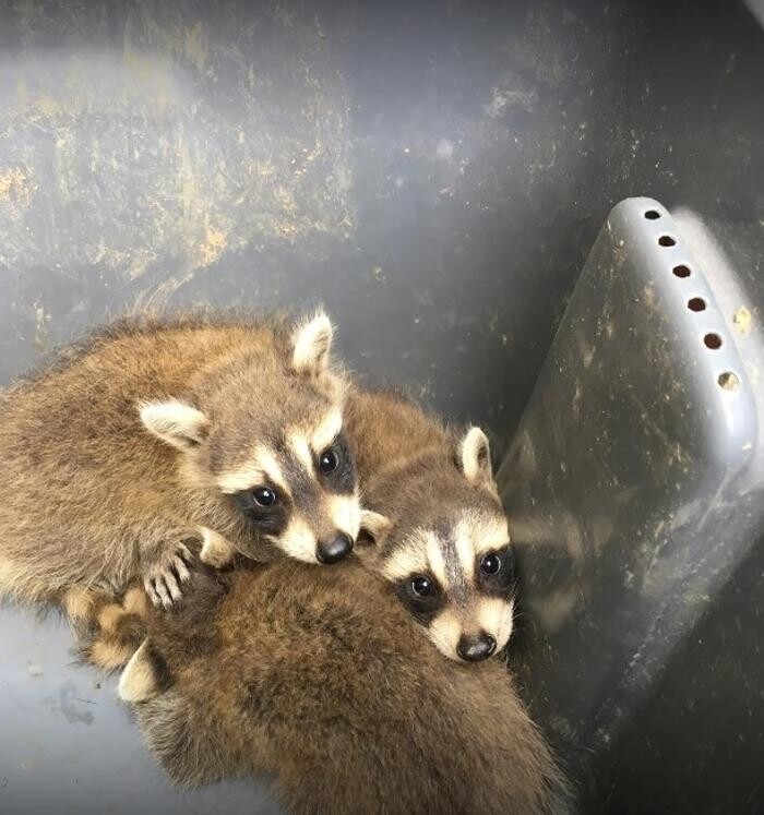 Images Craig Wildlife Control