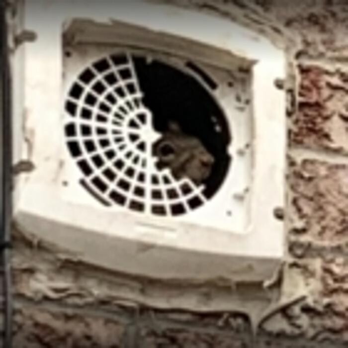 Images Craig Wildlife Control
