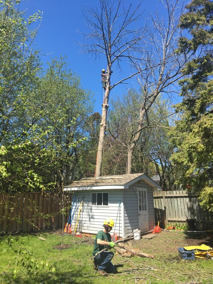 Images Vital Tree Care