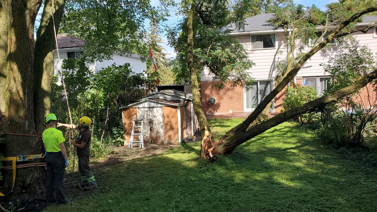 Images Vital Tree Care
