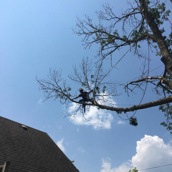Images Vital Tree Care