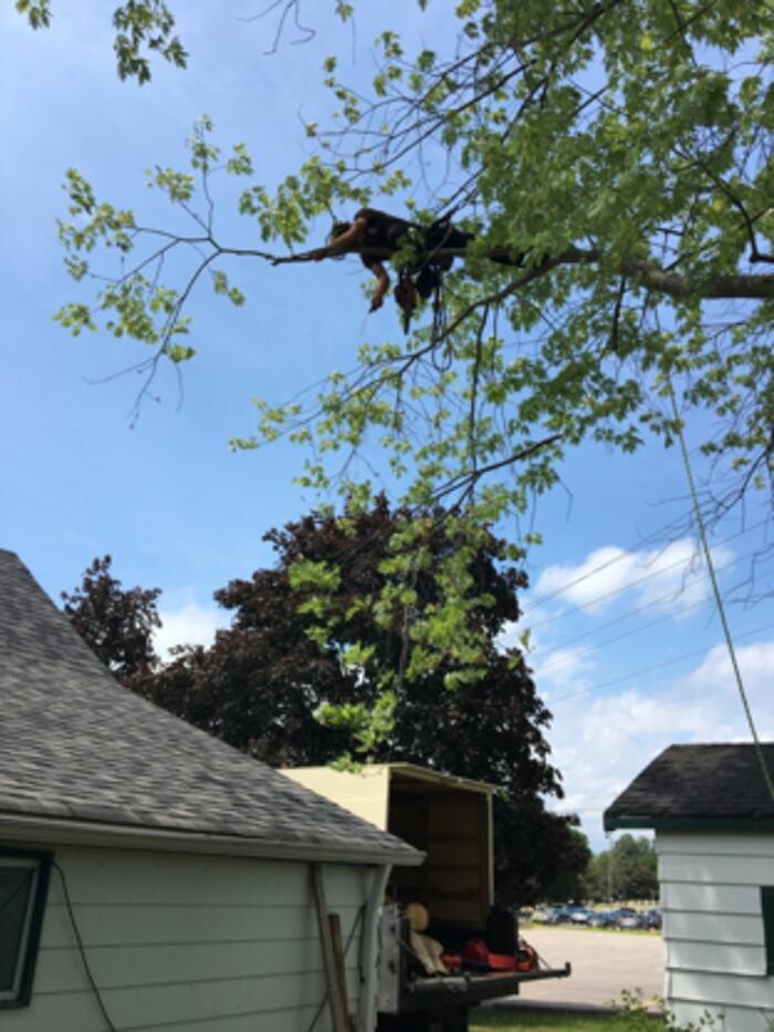 Images Vital Tree Care