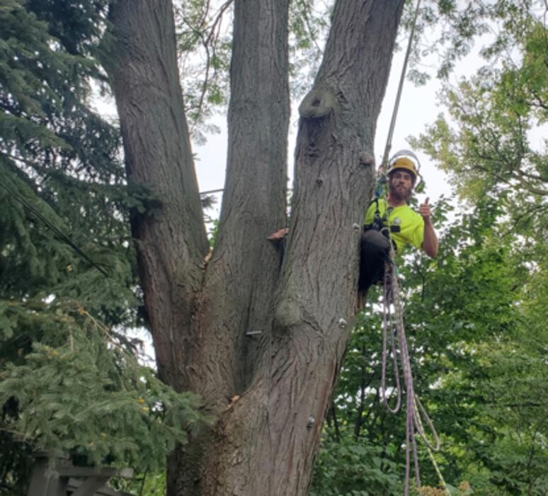 Images Vital Tree Care