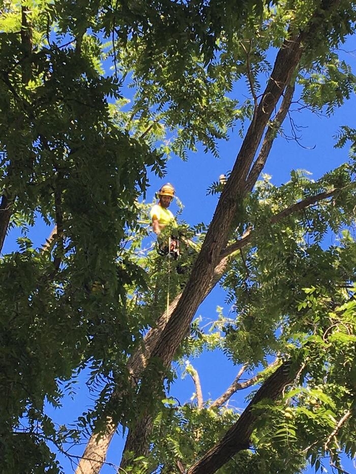 Images Vital Tree Care