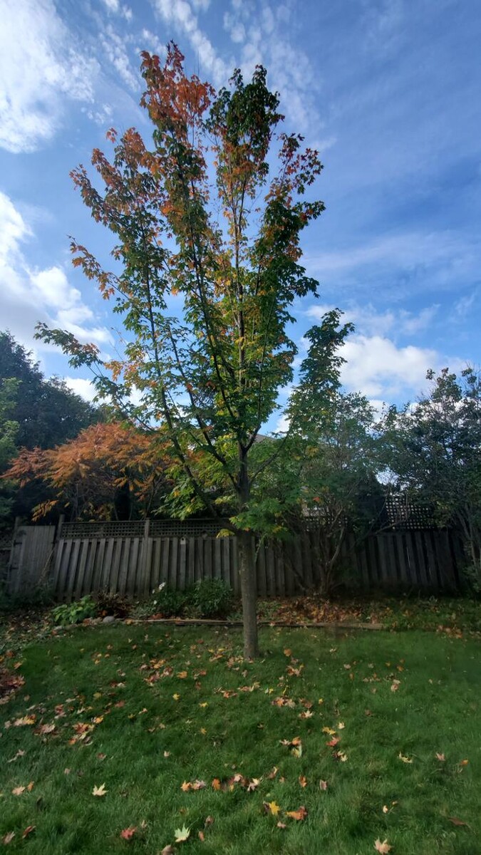 Images Vital Tree Care