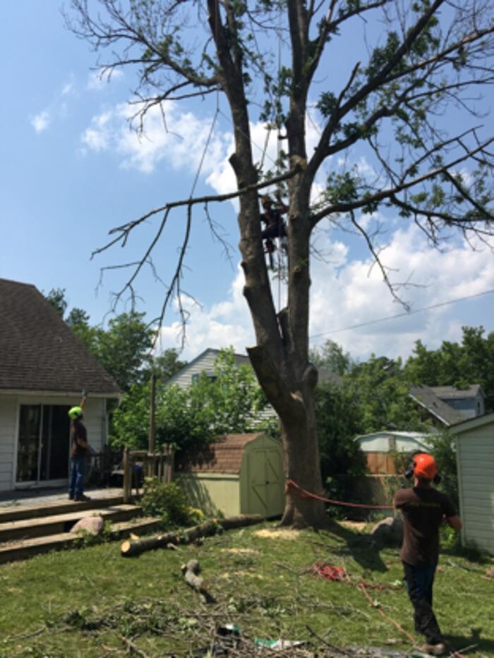 Images Vital Tree Care