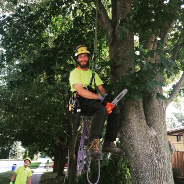Images Vital Tree Care