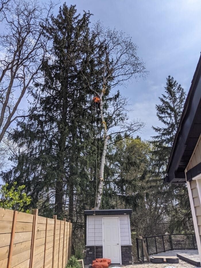 Images Borer's Falls Tree Service