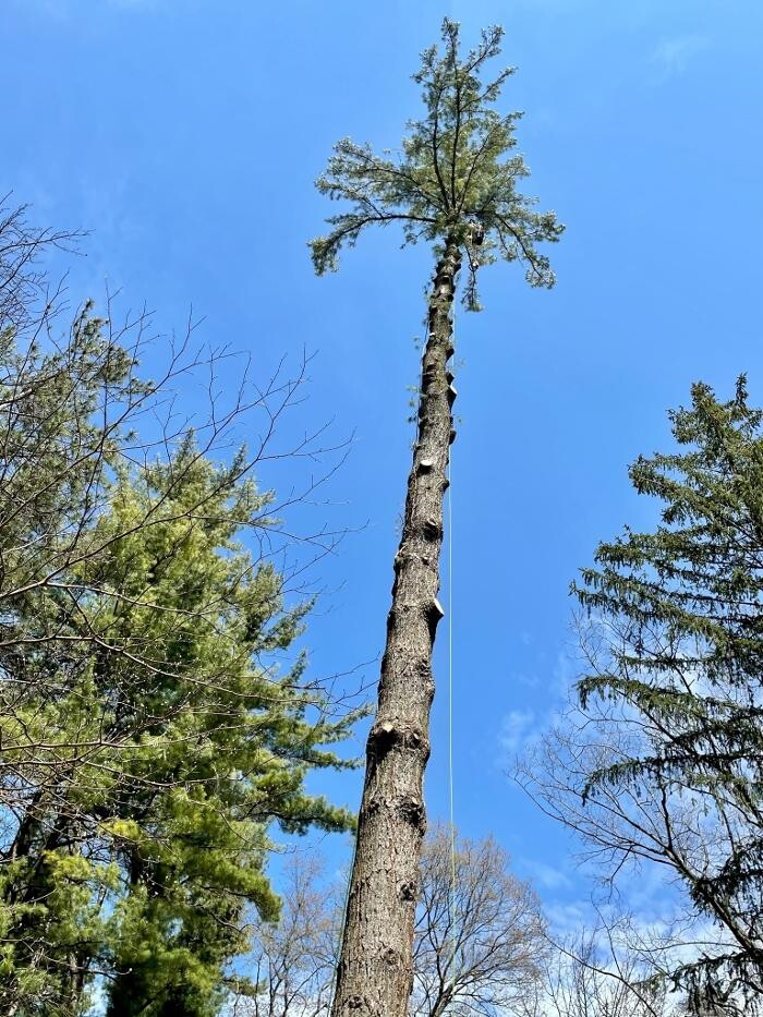 Images Borer's Falls Tree Service