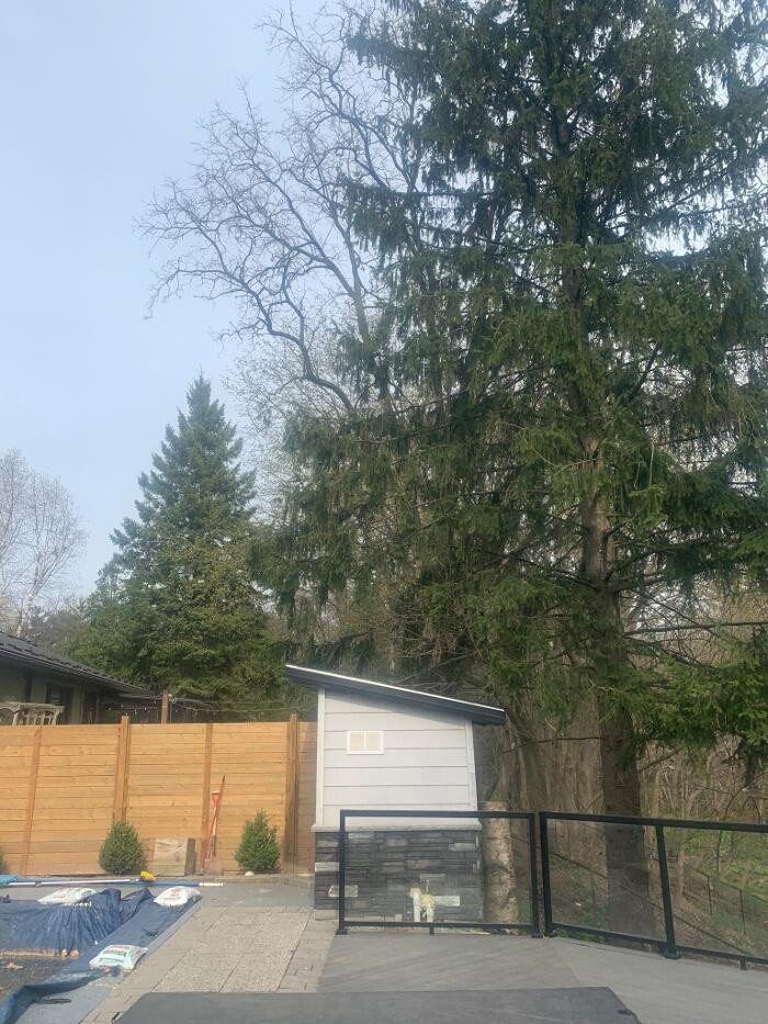 Images Borer's Falls Tree Service