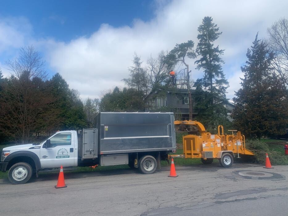 Images Borer's Falls Tree Service