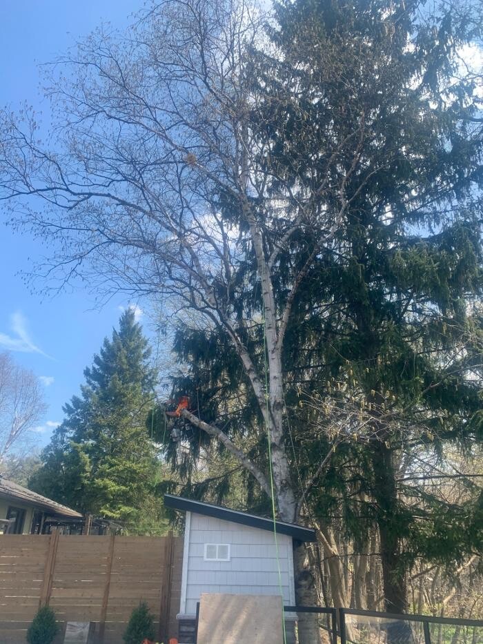 Images Borer's Falls Tree Service
