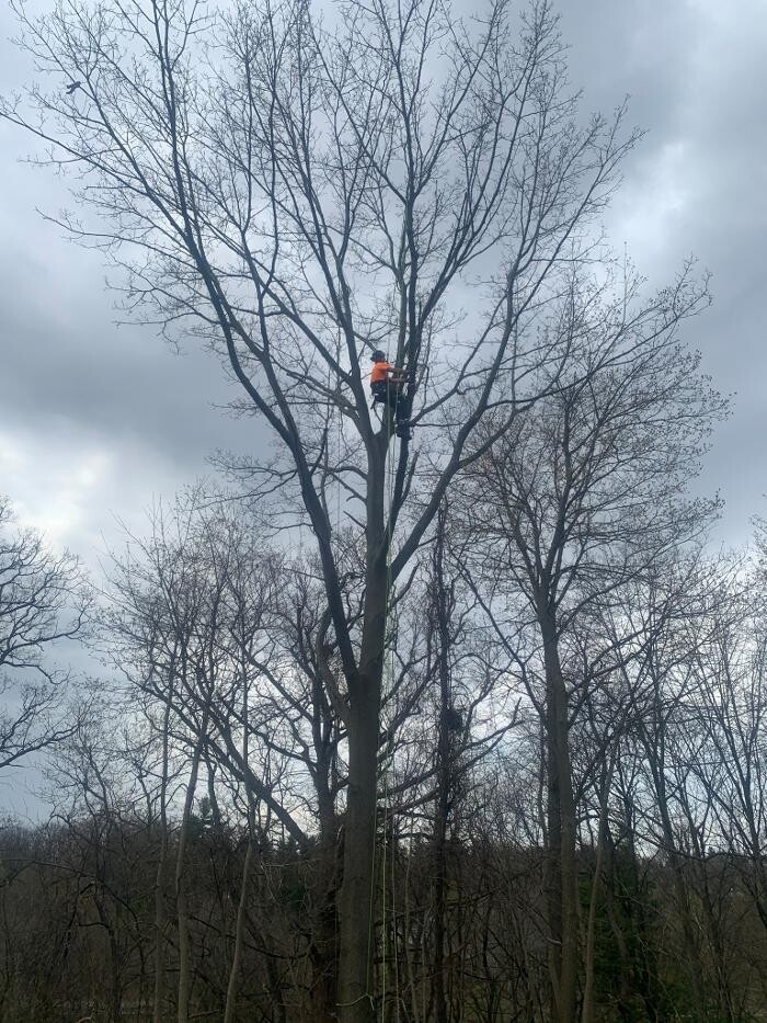 Images Borer's Falls Tree Service