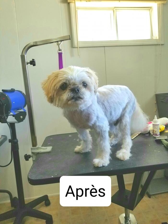 Images Toilettage d'Animaux Griffe-Fée