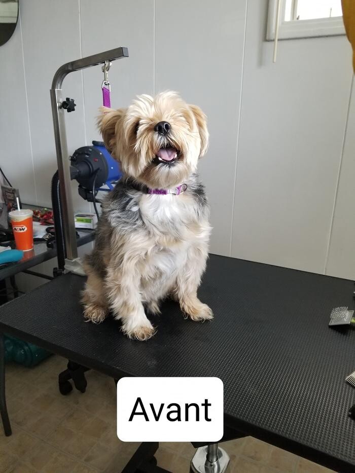 Images Toilettage d'Animaux Griffe-Fée