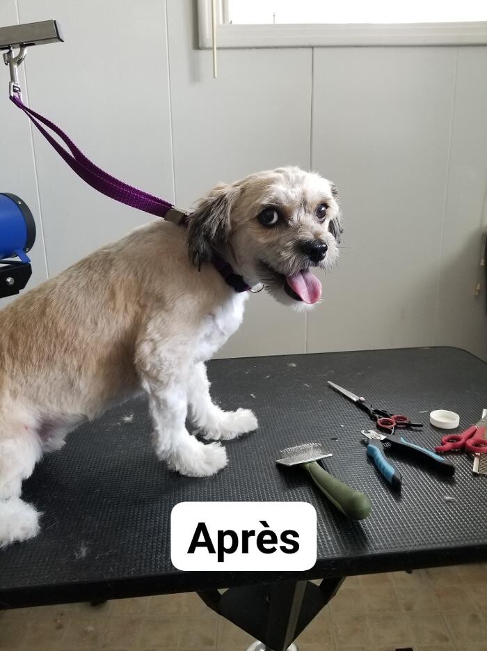 Images Toilettage d'Animaux Griffe-Fée