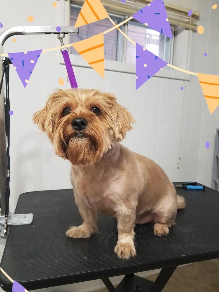 Images Toilettage d'Animaux Griffe-Fée
