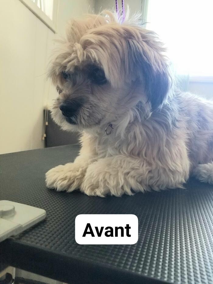 Images Toilettage d'Animaux Griffe-Fée