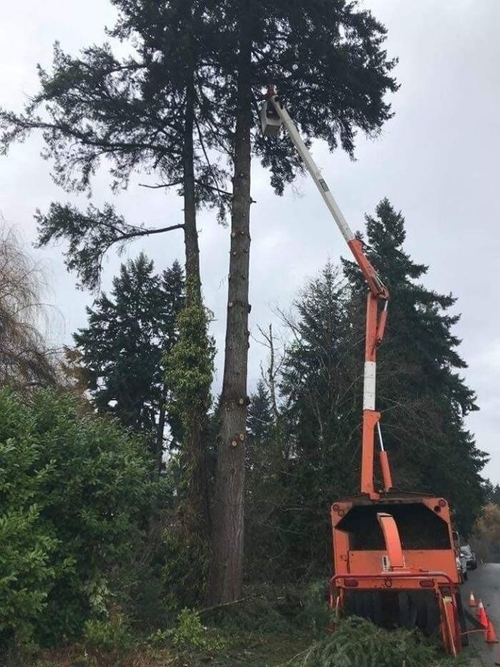 Images Nomad Tree Service